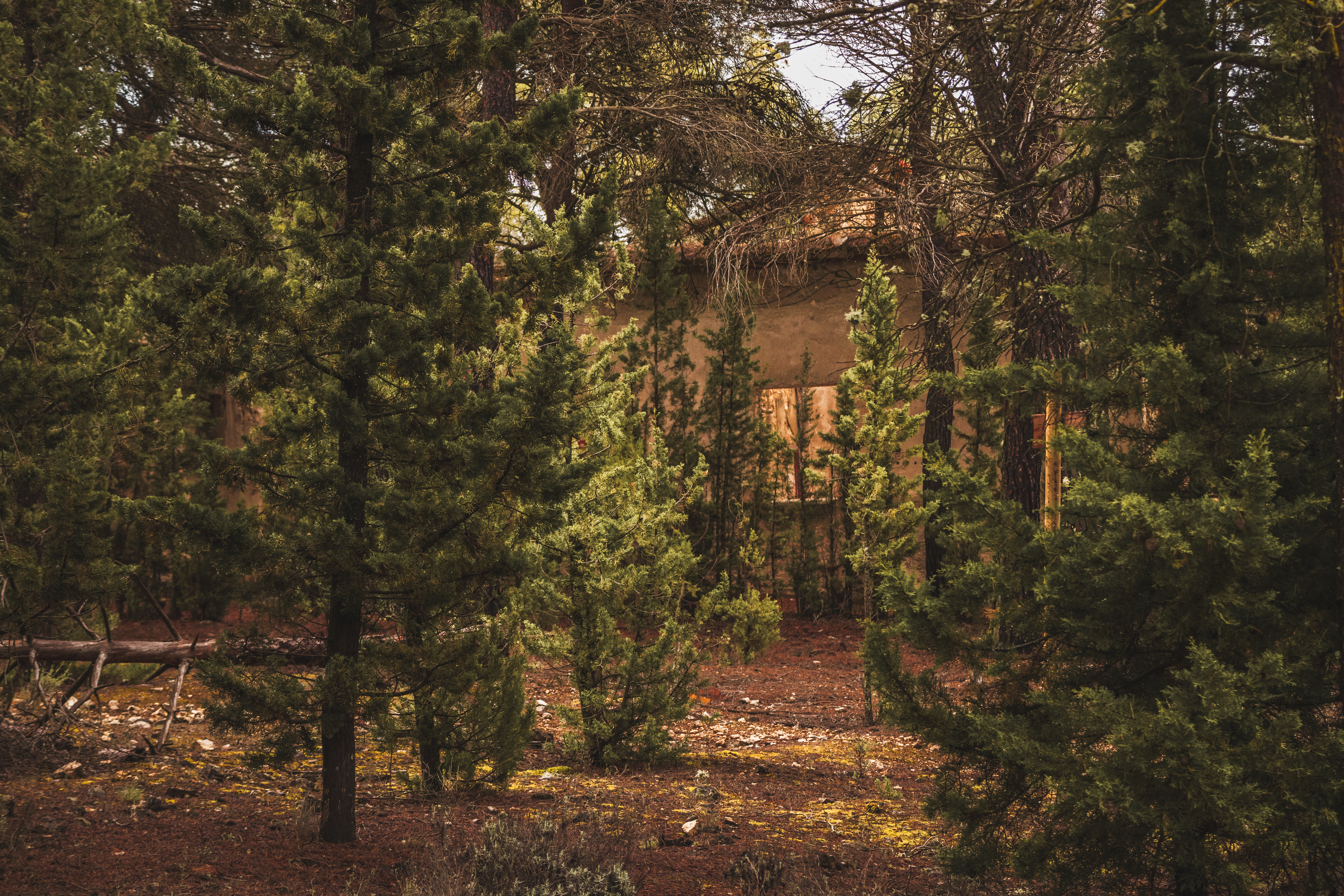 Forest Refuge
